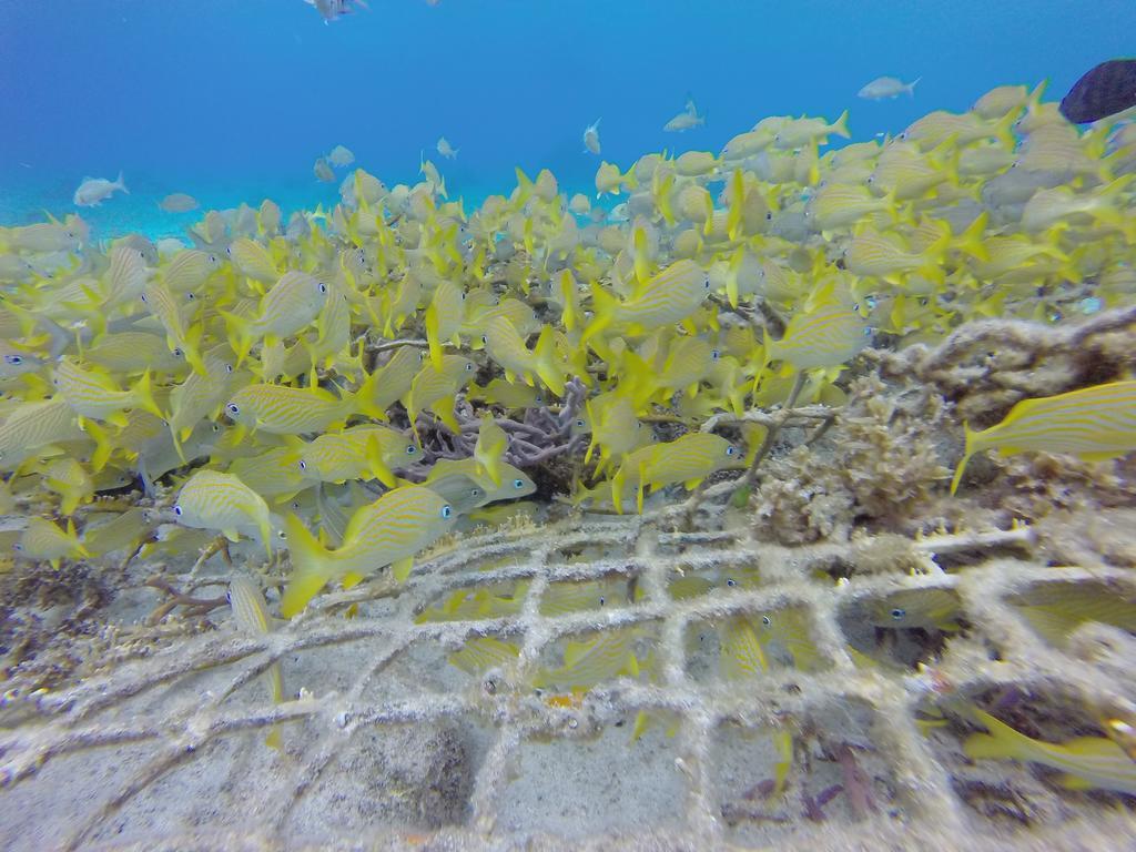 Mima'S Village Cozumel Buitenkant foto